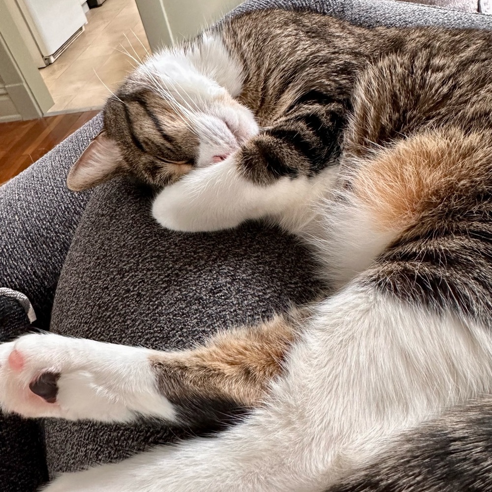 Meet your Posher, Hayli 🐱 - Picture 2 of 2